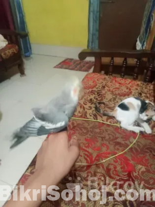 কোকাটেল